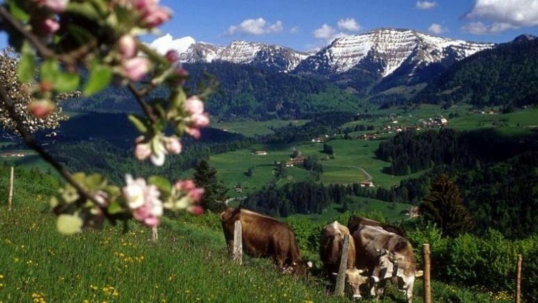 Fewo Zur Nagelfluh, Oberstaufen-Steibisアパートメント エクステリア 写真